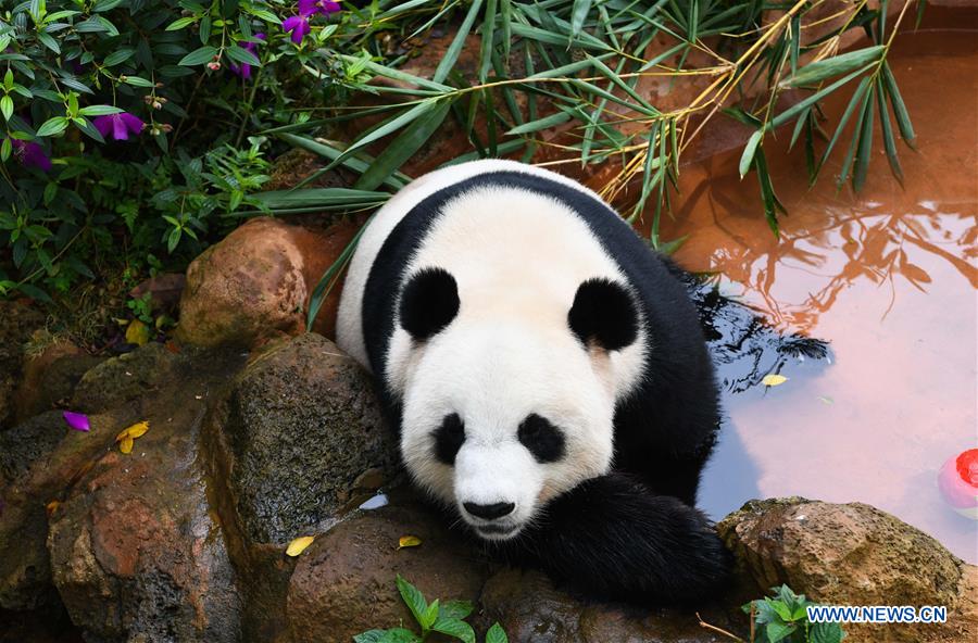 CHINA-HAINAN-HAIKOU-PANDA (CN)
