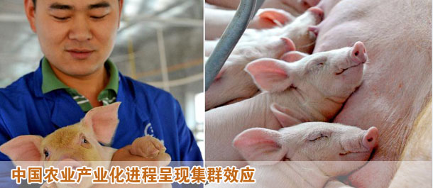 中國農業(yè)產業(yè)化進程呈現(xiàn)集群效應