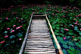 踱步花間，邂逅美麗