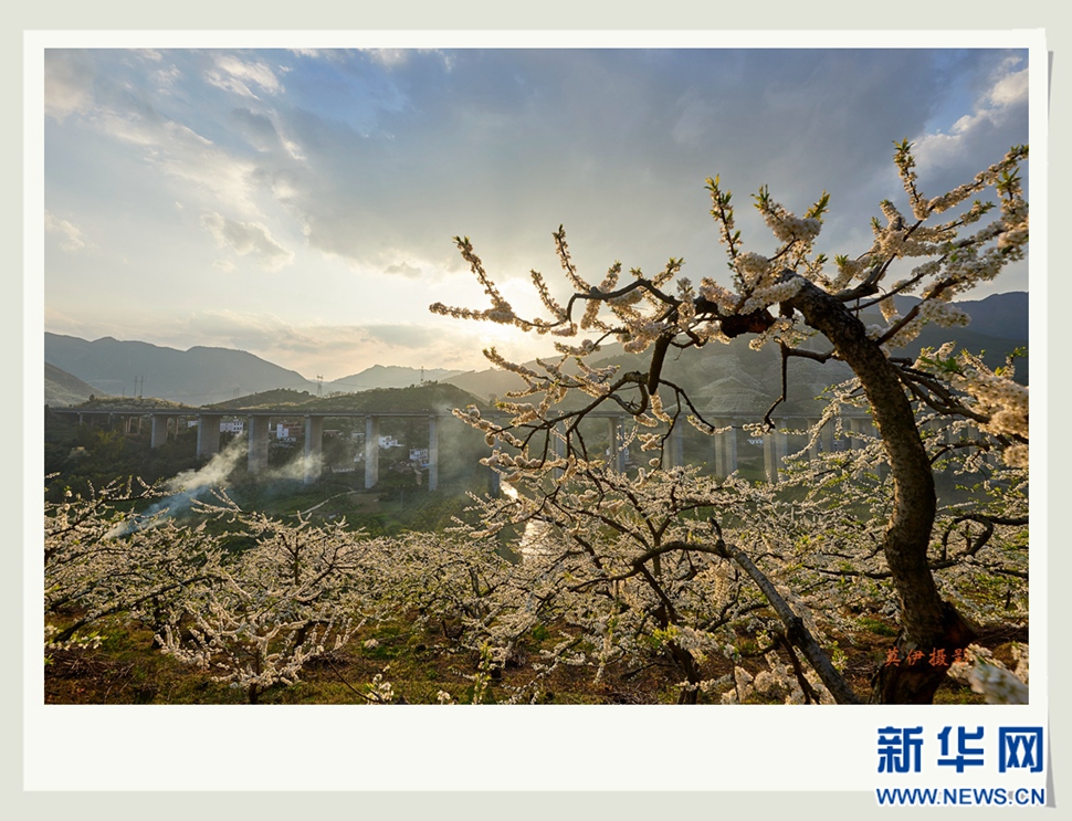 李花白，彩霞紅，春意濃