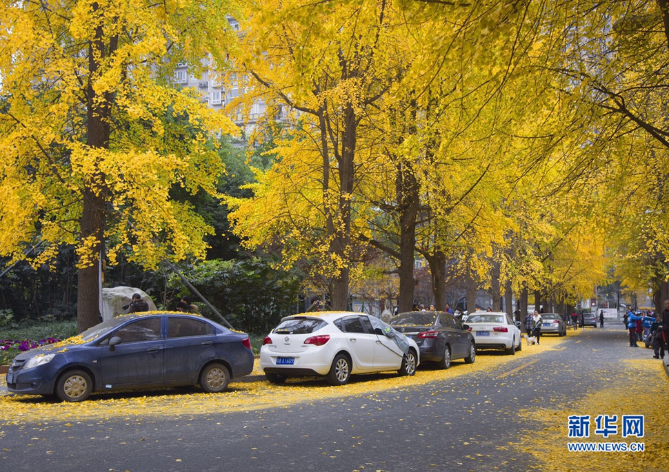 冬日暖陽(yáng)，成都的銀杏已滿地