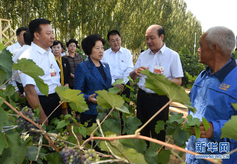 8月9日，中共中央政治局委員、中央統(tǒng)戰(zhàn)部部長、中央代表團(tuán)副團(tuán)長孫春蘭率中央代表團(tuán)三分團(tuán)，先后赴內(nèi)蒙古自治區(qū)烏海市、阿拉善盟看望各族干部群眾。這是孫春蘭在烏海市漢森酒業(yè)集團(tuán)的葡萄種植園了解葡萄種植情況。新華社記者 任軍川 攝