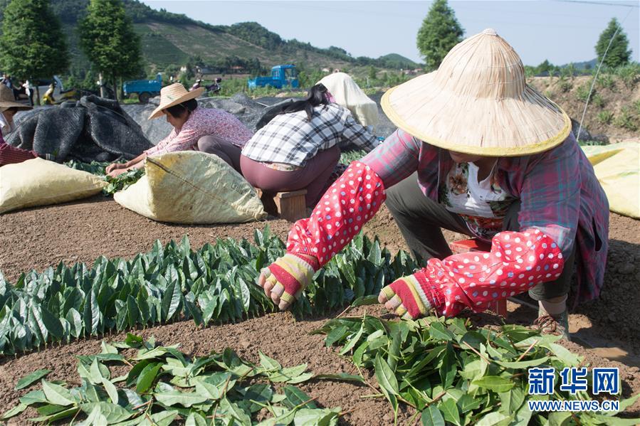 (新華全媒頭條·圖文互動)(7)安吉白茶奔向扶貧一線——浙江黃杜村農(nóng)民黨員先富幫后富向貧困地區(qū)捐贈“扶貧苗”