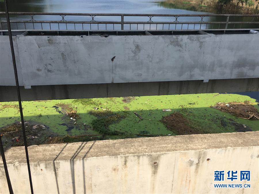 （新華視點·圖文互動）（2）上游洪水來襲下游魚蟹死亡，泄洪為何變泄污？