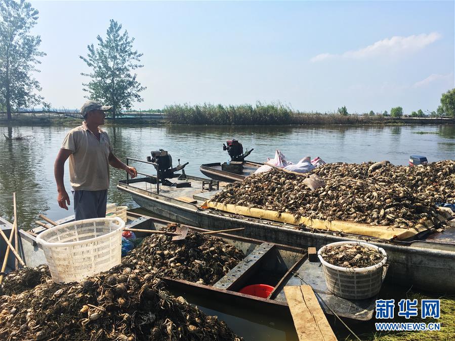 （新華視點·圖文互動）（1）上游洪水來襲下游魚蟹死亡，泄洪為何變泄污？