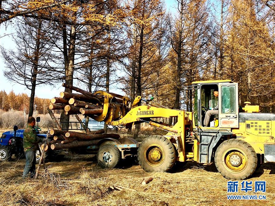 （新華全媒頭條·圖文互動）（7）那一抹綠色，走進(jìn)越來越多人心里——河北塞罕壩續(xù)寫新時(shí)代綠色傳奇