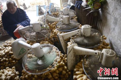 資料圖：山西太原蔬菜批發(fā)市場(chǎng)，姜販用多臺(tái)電風(fēng)扇風(fēng)干新鮮潮濕的生姜。<a target='_blank' ><p  align=