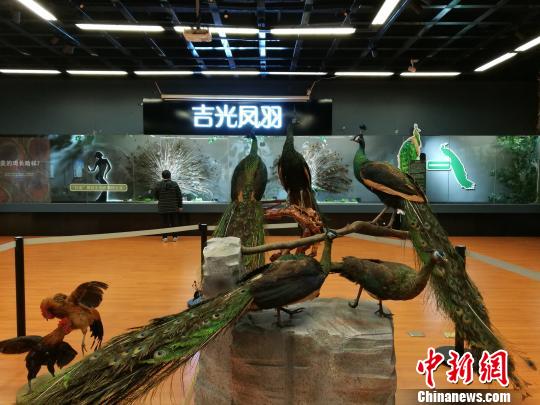 先有雞還是先有蛋？這個科普展覽有點“不一般”