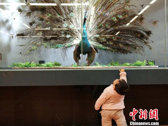 圖為展覽現(xiàn)場?！『h航 攝