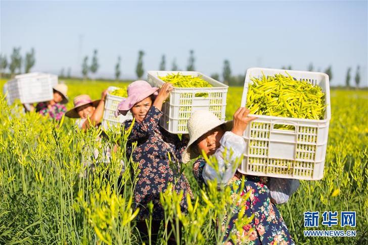 （在習近平新時代中國特色社會主義思想指引下——新時代新作為新篇章·鄉(xiāng)村振興戰(zhàn)略·圖文互動）（1）一株忘憂草，萬家喜眉梢——山西省大同市云州區(qū)黃花產(chǎn)業(yè)扶貧觀察