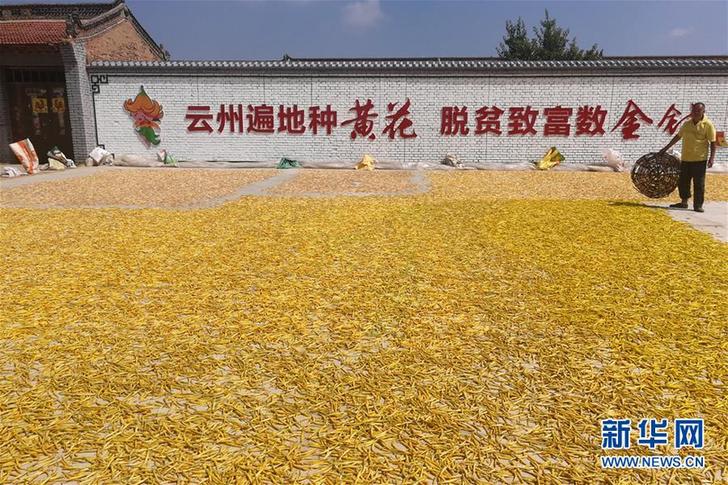 （在習近平新時代中國特色社會主義思想指引下——新時代新作為新篇章·鄉(xiāng)村振興戰(zhàn)略·圖文互動）（2）一株忘憂草，萬家喜眉梢——山西省大同市云州區(qū)黃花產(chǎn)業(yè)扶貧觀察