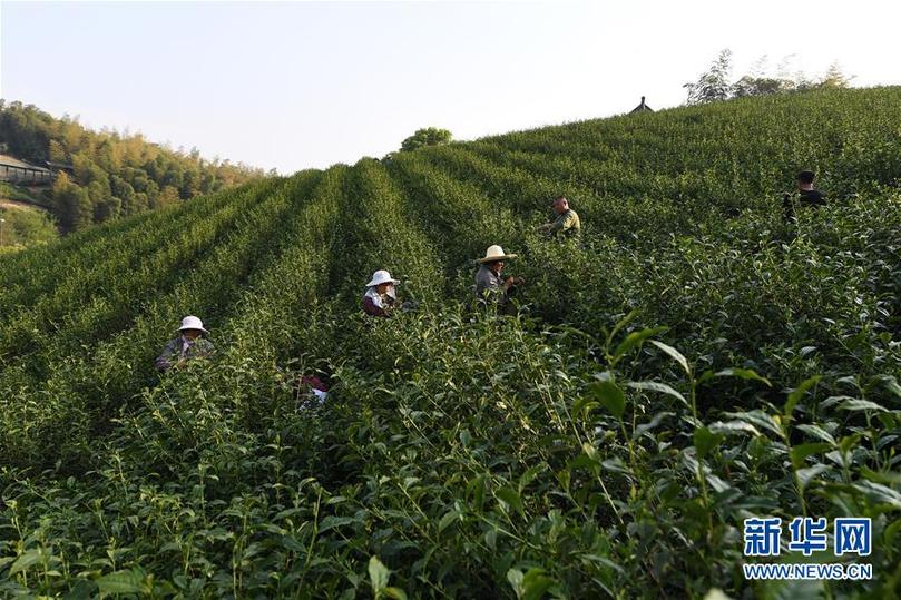 （兩會前夕看落實(shí)·圖文互動(dòng)）（5）綠色發(fā)展引領(lǐng) 守護(hù)“魚米之鄉(xiāng)”——江蘇落實(shí)習(xí)近平總書記全國兩會重要講話精神紀(jì)實(shí)