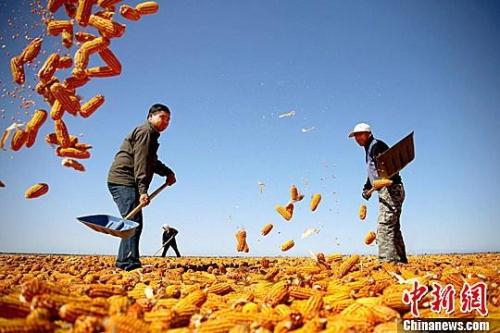 資料圖。農(nóng)民揮動(dòng)鐵锨晾曬玉米，使得滿地盡帶“黃金甲”，成為一道靚麗的風(fēng)景線。趙琳 攝