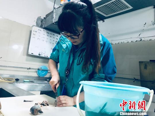 于雅麗在餌料操作間，準備著動物們的食物?！“瑧c龍 攝