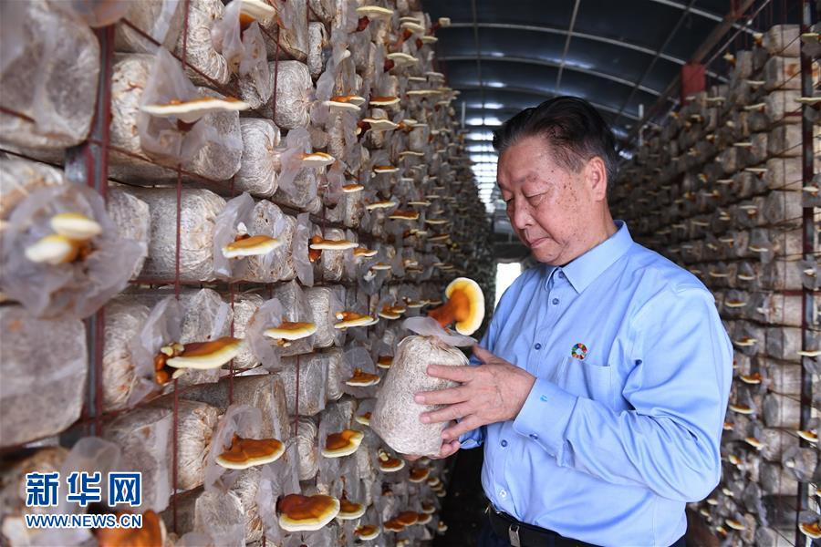 （不忘初心、牢記使命·圖文互動）（1）拳拳寸草心 濃濃報國情——記“菌草之父”林占熺