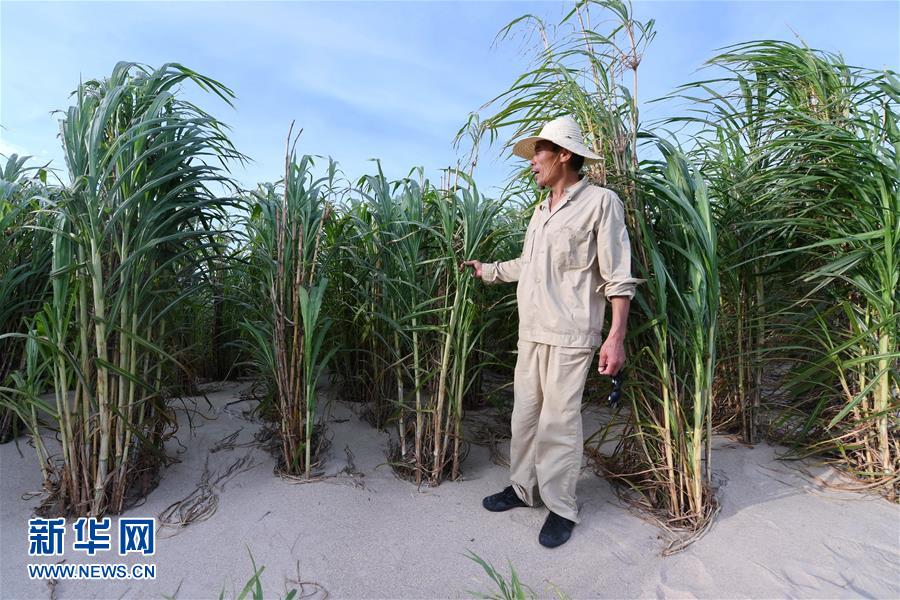 （不忘初心、牢記使命·圖文互動）（3）拳拳寸草心 濃濃報國情——記“菌草之父”林占熺
