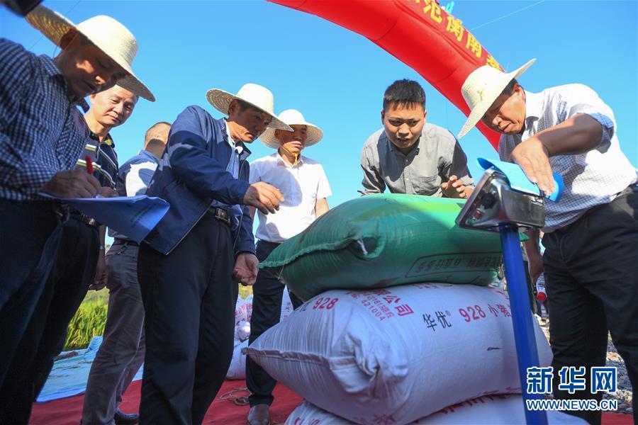 （圖文互動）（2）1046.3公斤！袁隆平第三代雜交水稻首次公開測產(chǎn)