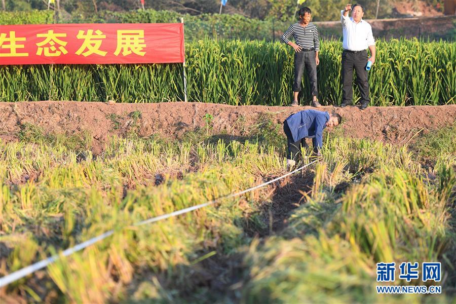 （圖文互動）（6）1046.3公斤！袁隆平第三代雜交水稻首次公開測產(chǎn)