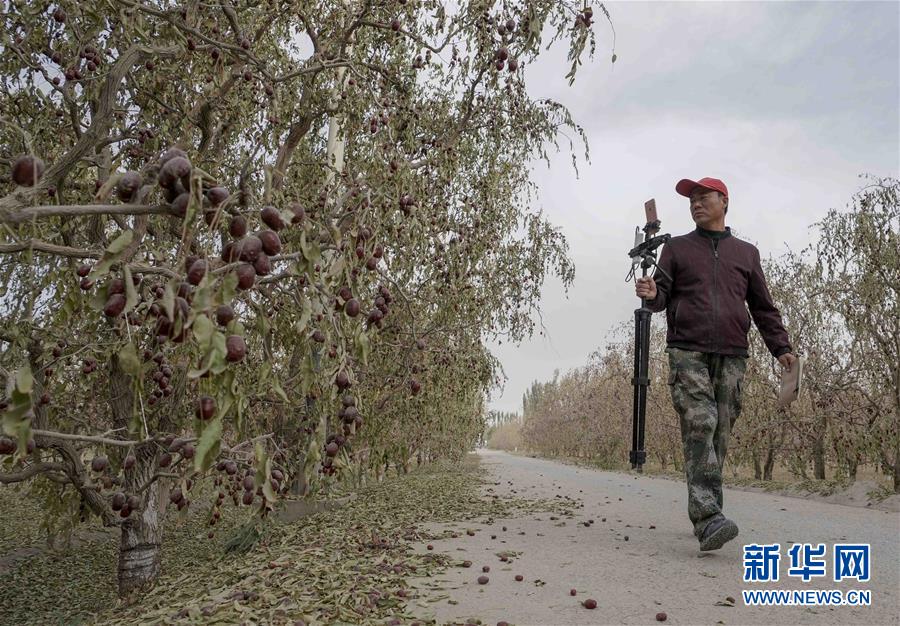 (新華全媒頭條)(7)沙海之邊一片紅——一粒棗和“第一大縣”的故事
