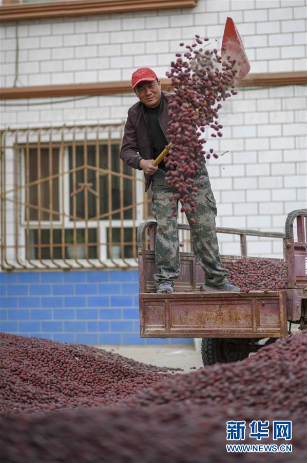 (新華全媒頭條)(8)沙海之邊一片紅——一粒棗和“第一大縣”的故事