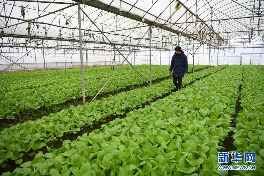 （在習(xí)近平新時代中國特色社會主義思想指引下——新時代新作為新篇章·總書記關(guān)切高質(zhì)量發(fā)展·圖文互動）（2）穩(wěn)住“一頭豬”、供好“一袋米”、配好“一籃菜