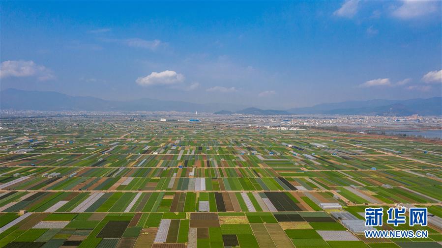 （抓好春耕備耕 穩(wěn)住農(nóng)業(yè)生產(chǎn)·圖文互動(dòng)）（5）“栽種的是菜苗，收獲的是希望”——云南蔬菜集散地通海縣春耕見(jiàn)聞 