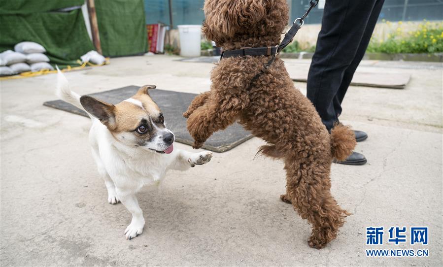 （聚焦疫情防控）（14）武漢：動物醫(yī)院里的臨時&ldquo;奶爸&rdquo;