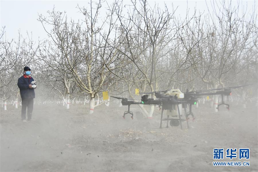 (決戰(zhàn)決勝脫貧攻堅(jiān)·圖文互動(dòng))(1)南疆林果合作社百人技術(shù)隊(duì)的“核桃雄心”