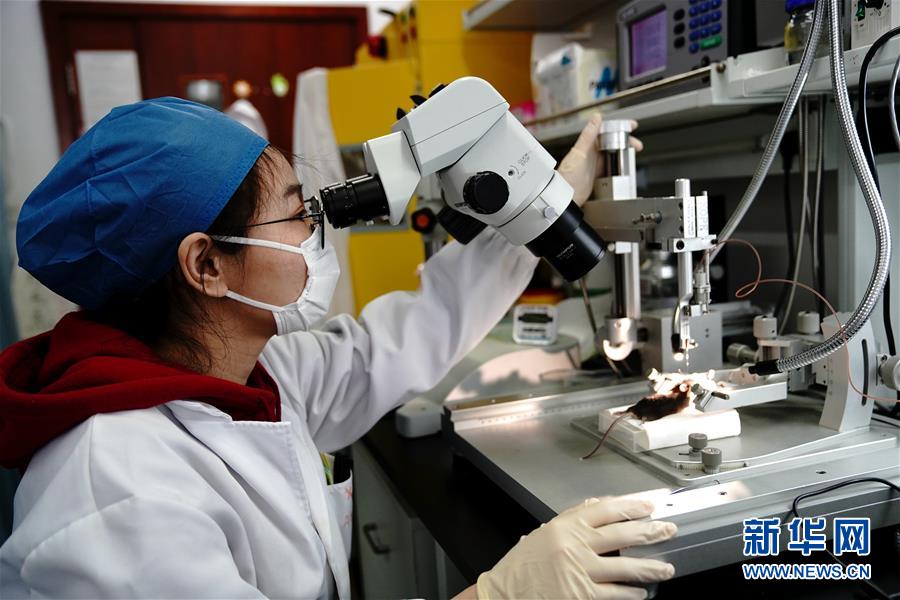 （圖文互動）（2）攻擊行為如何被大腦控制？科學家在小鼠大腦中發(fā)現(xiàn)“調節(jié)開關”