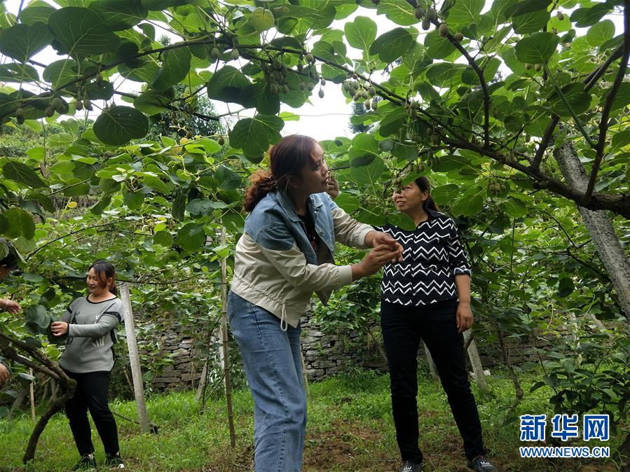 （新華全媒頭條·圖文互動）（10）初夏，循著總書記的腳步探訪產(chǎn)業(yè)扶貧新事