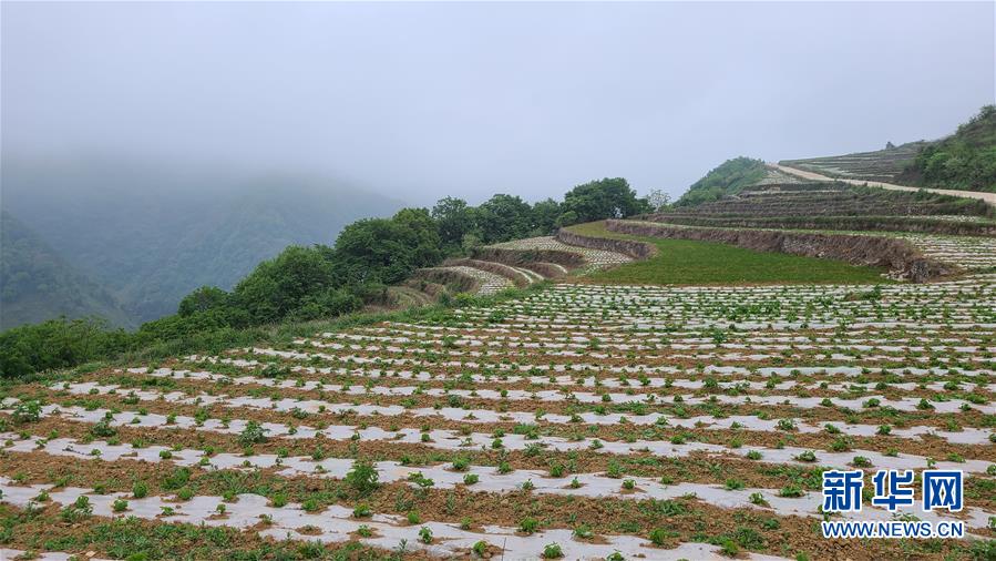 （決戰(zhàn)決勝脫貧攻堅(jiān)·圖文互動）（3）喚醒“沉睡的大山”——“經(jīng)營鄉(xiāng)村”讓烏蒙山極貧鄉(xiāng)變了“模樣”