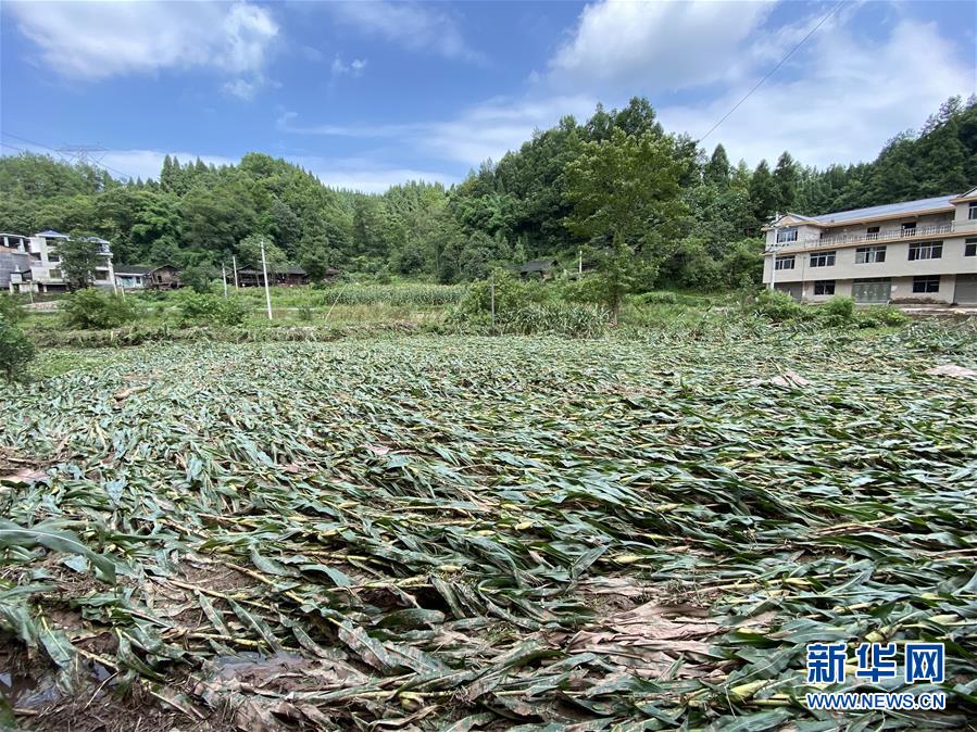 （防汛抗洪·圖文互動）（4）山洪襲來前，澧水河畔大轉移
