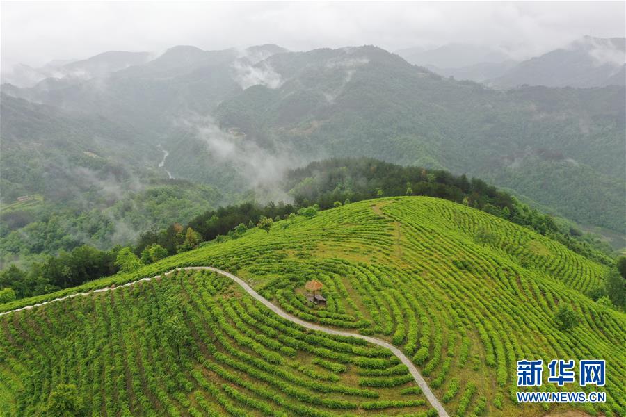 （走向我們的小康生活·圖文互動）（8）綠了青山，紅了日子——秦巴山區(qū)群眾繪出小康“調(diào)色板”