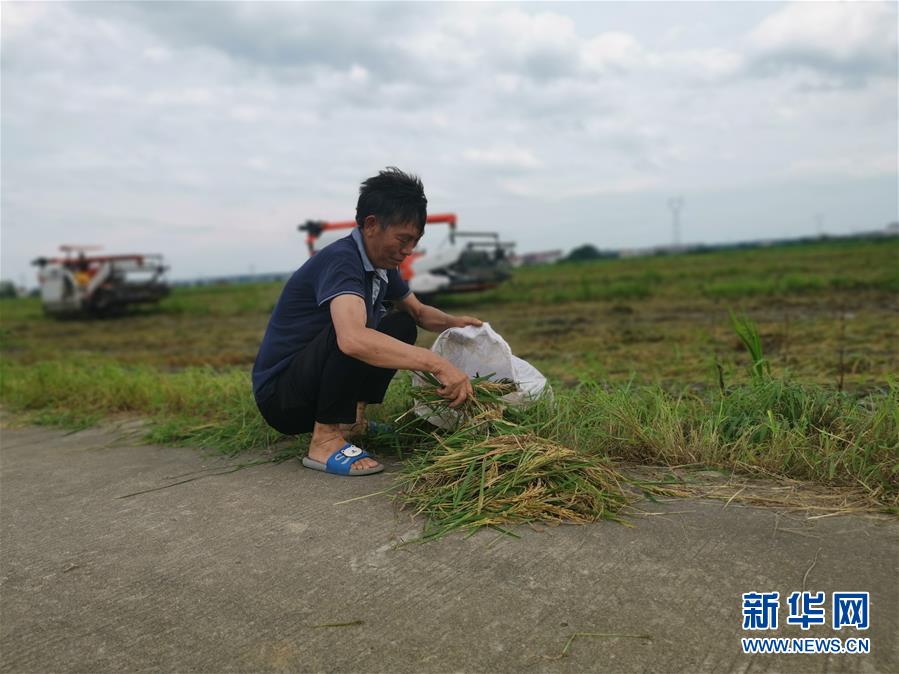 （新華視點·聚焦餐桌外的浪費·圖文互動）（1）顆粒歸倉為何難實現(xiàn)？我國糧食收割環(huán)節(jié)損失驚人