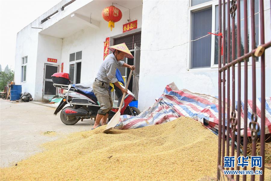 （新華視點·聚焦餐桌外的浪費·圖文互動）（2）農(nóng)戶儲糧損失達(dá)8%！設(shè)施普遍簡陋，蟲害霉變堪憂