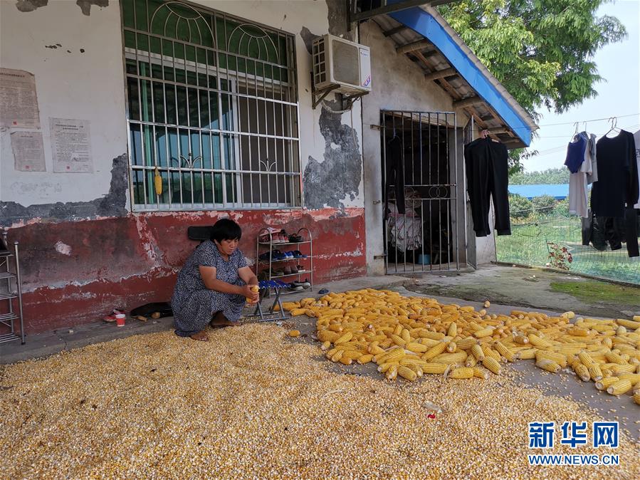 （新華視點·聚焦餐桌外的浪費·圖文互動）（3）農(nóng)戶儲糧損失達(dá)8%！設(shè)施普遍簡陋，蟲害霉變堪憂