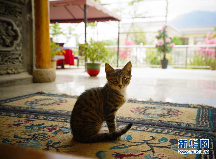 （走向我們的小康生活·決戰(zhàn)決勝脫貧攻堅·圖文互動）（3）甘青交界處的跨越——保安族、撒拉族的脫貧故事