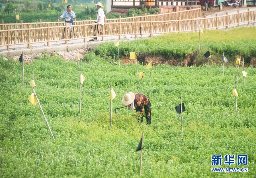 （新華全媒頭條·走向我們的小康生活·圖文互動）（9）特殊之年，荊楚大地書寫不平凡的答卷