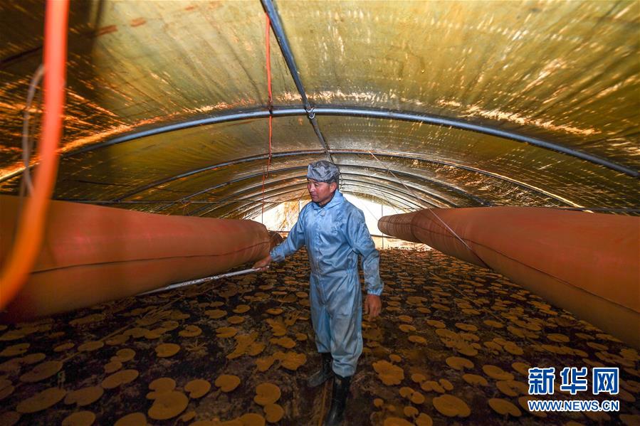 （決戰(zhàn)決勝脫貧攻堅(jiān)&middot;圖文互動(dòng)）（2）從&ldquo;因殘致貧&rdquo;到&ldquo;帶頭脫貧&rdquo;&mdash;&mdash;吉林靖宇有這樣一位&ldquo;脫貧英雄&rdquo;