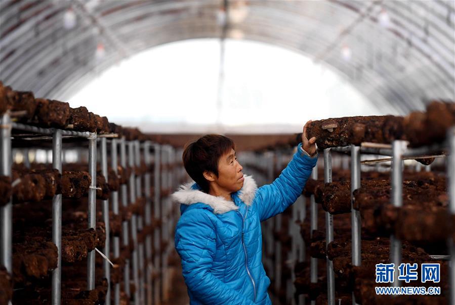 (決戰(zhàn)決勝脫貧攻堅·圖文互動)(8)17代人追逐的夢想實現(xiàn)了——記冀南平原劉秋口村變遷