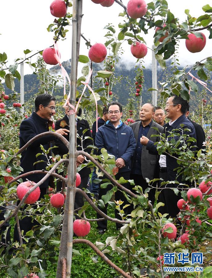 (新華全媒頭條·圖文互動(dòng))(8)愿做高原一粒種 化作金穗撒人間——追記我國青稞研究專家尼瑪扎西