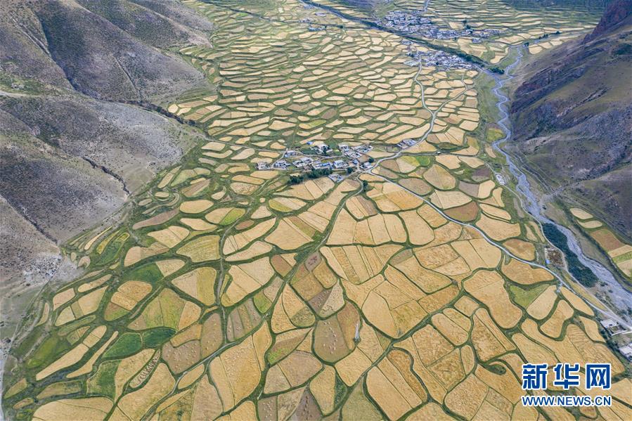 (新華全媒頭條·圖文互動(dòng))(9)愿做高原一粒種 化作金穗撒人間——追記我國青稞研究專家尼瑪扎西