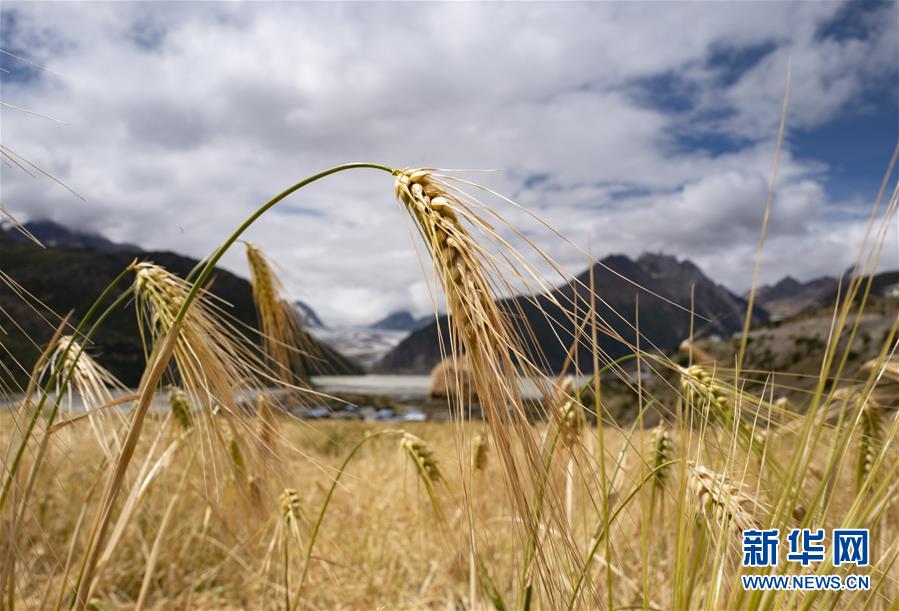 (新華全媒頭條·圖文互動(dòng))(10)愿做高原一粒種 化作金穗撒人間——追記我國青稞研究專家尼瑪扎西