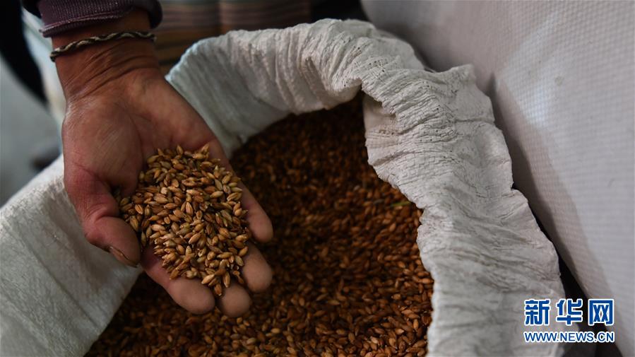 (新華全媒頭條·圖文互動(dòng))(11)愿做高原一粒種 化作金穗撒人間——追記我國青稞研究專家尼瑪扎西