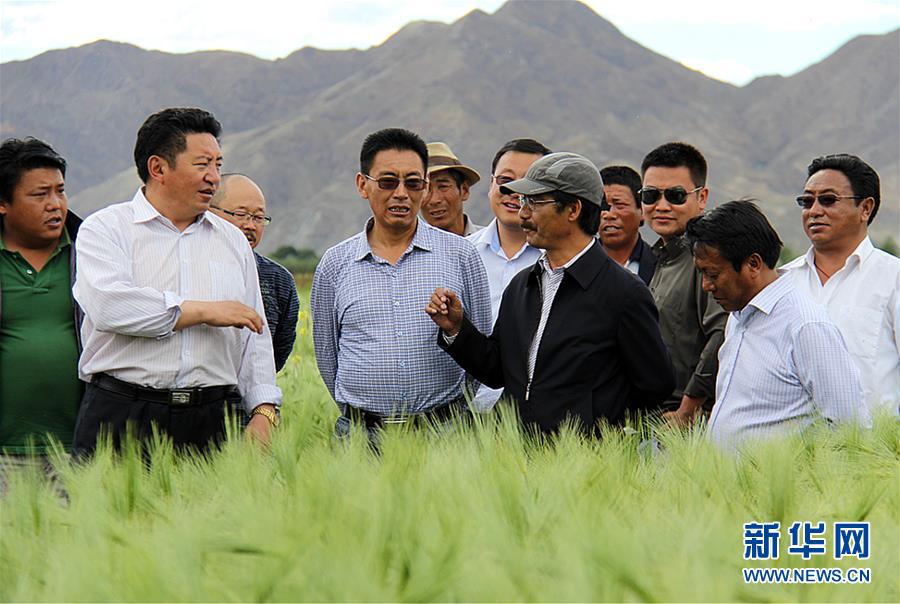 (新華全媒頭條·圖文互動(dòng))(2)愿做高原一粒種 化作金穗撒人間——追記我國青稞研究專家尼瑪扎西