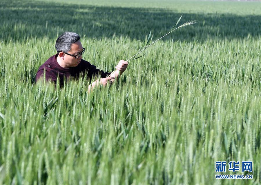 （在習近平新時代中國特色社會主義思想指引下——新時代新作為新篇章·習近平總書記關切事·圖文互動）（5）新農事、新希望——夏收前田間新動態(tài)掃描