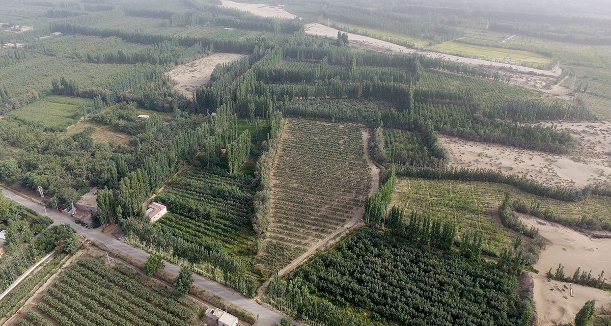 “綠口袋”扎緊了風口，逼退了黃沙——一個南疆沙漠村莊的扶貧觀察