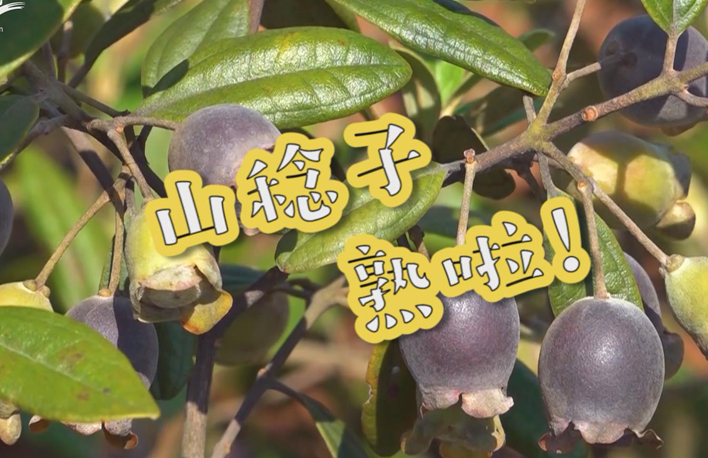 走向我們的小康生活丨山稔子熟啦！