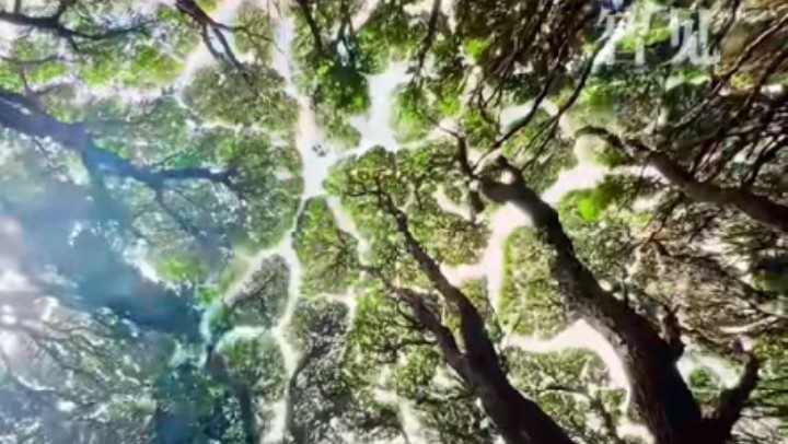 樹木為何會(huì)相互“禮讓”？