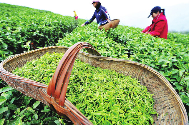 西湖龍井像LV包，原因在這里